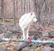 Lakota Wolf Preserve NJ