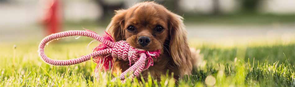 Pet sitters, dog walkers in the Easton, Lehigh Valley PA area